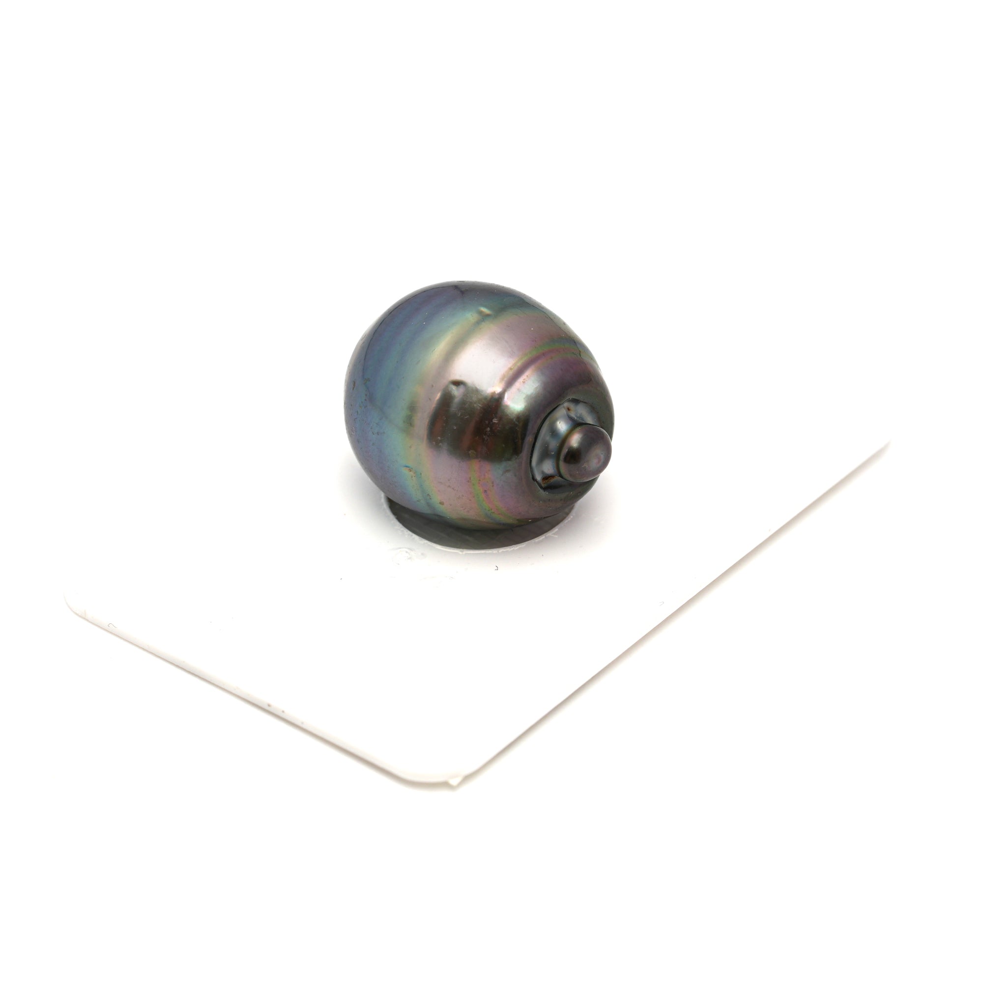 1pcs Peacock 15.7mm - CL/SB AAA Quality Tahitian Pearl Single LP2325 CMP9
