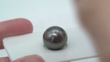 1pcs Dark Cherry Single Pearl - Semi-Round 12.5mm AAA quality Tahitian Pearl LP593